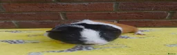 Guinea Pig rodents for sale: Guinea pigs for rehoming  - Advert 4