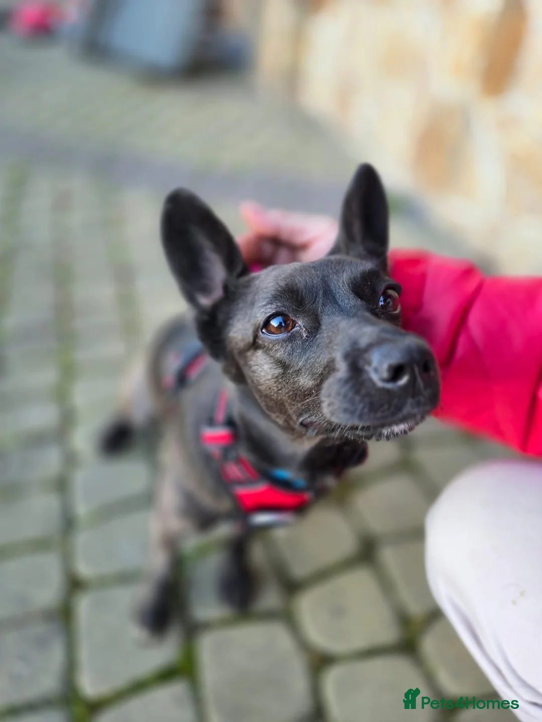 Mixed Breed dogs for adoption: ❤️AMI❤️– Small, Gentle and Full of Quiet Love in Oxford - Advert 2