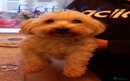 Bichon Frise dogs for sale: Lovely Bichon Maltese pups - Advert 5