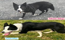 Border Collie dogs for sale: Pure bred, beautiful Border Collie puppies 🖤🤍🐾 - Image 11