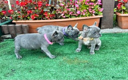 French Bulldog dogs for sale: Adorable Puppies Looking for a New Home! - Image 5