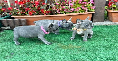 French Bulldog dogs - Advert 5