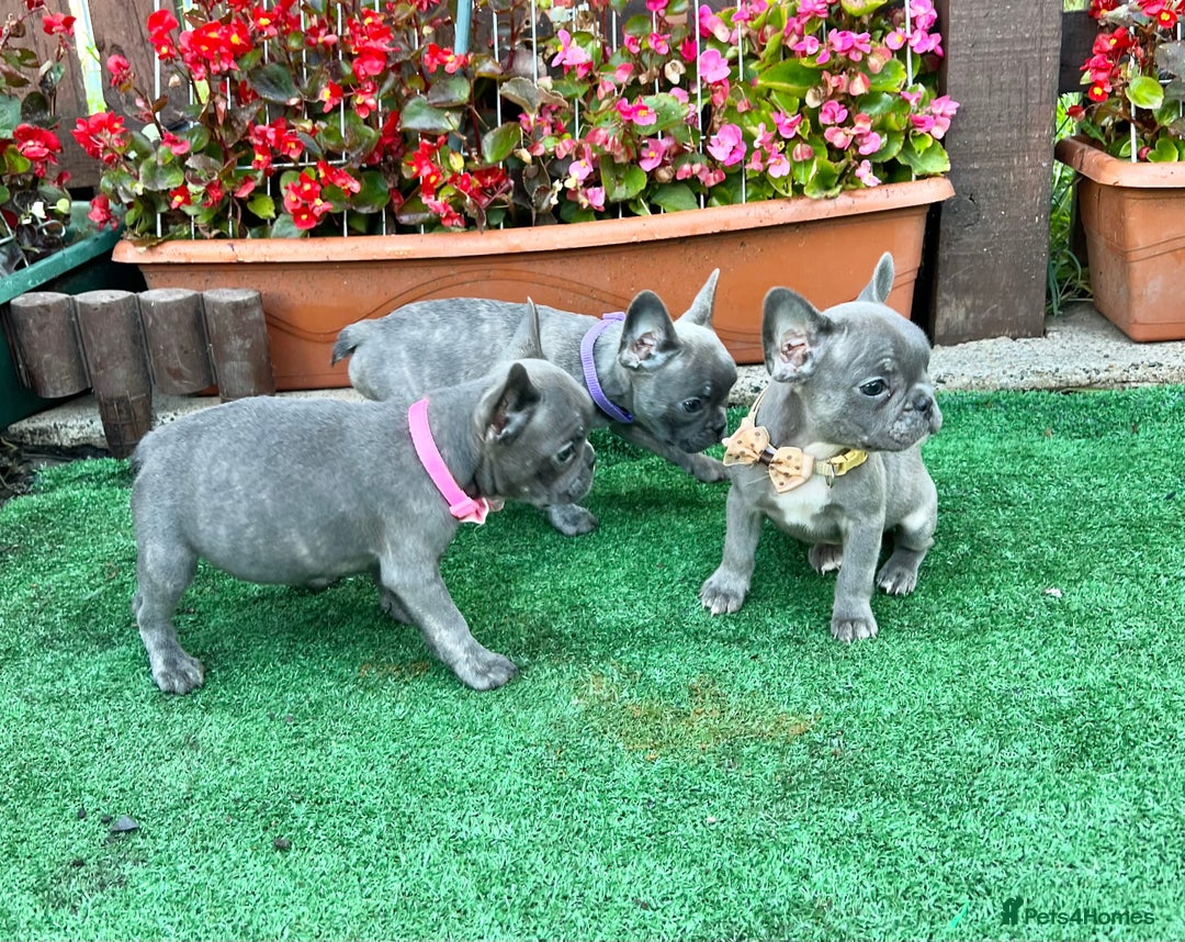 French Bulldog dogs for sale: Adorable Puppies Looking for a New Home! - Image 5