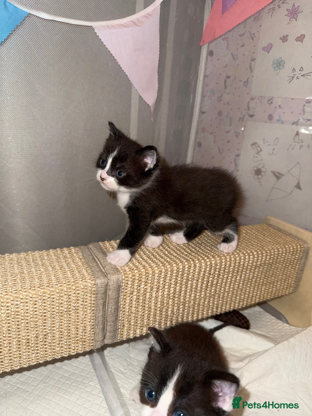 Ragdoll cats for sale: 2 kittens available 1 female, 1 male  - Image 20