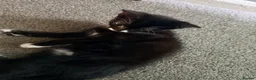 British Longhair cats for sale: Female kitten in Bedford - Advert 4