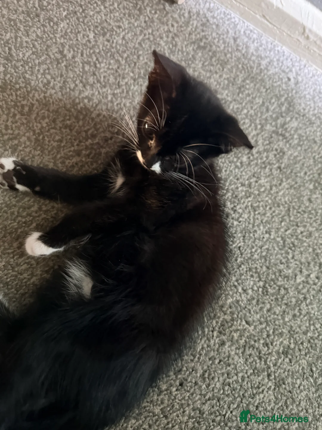 British Longhair cats for sale: Female kitten in Bedford - Advert 4