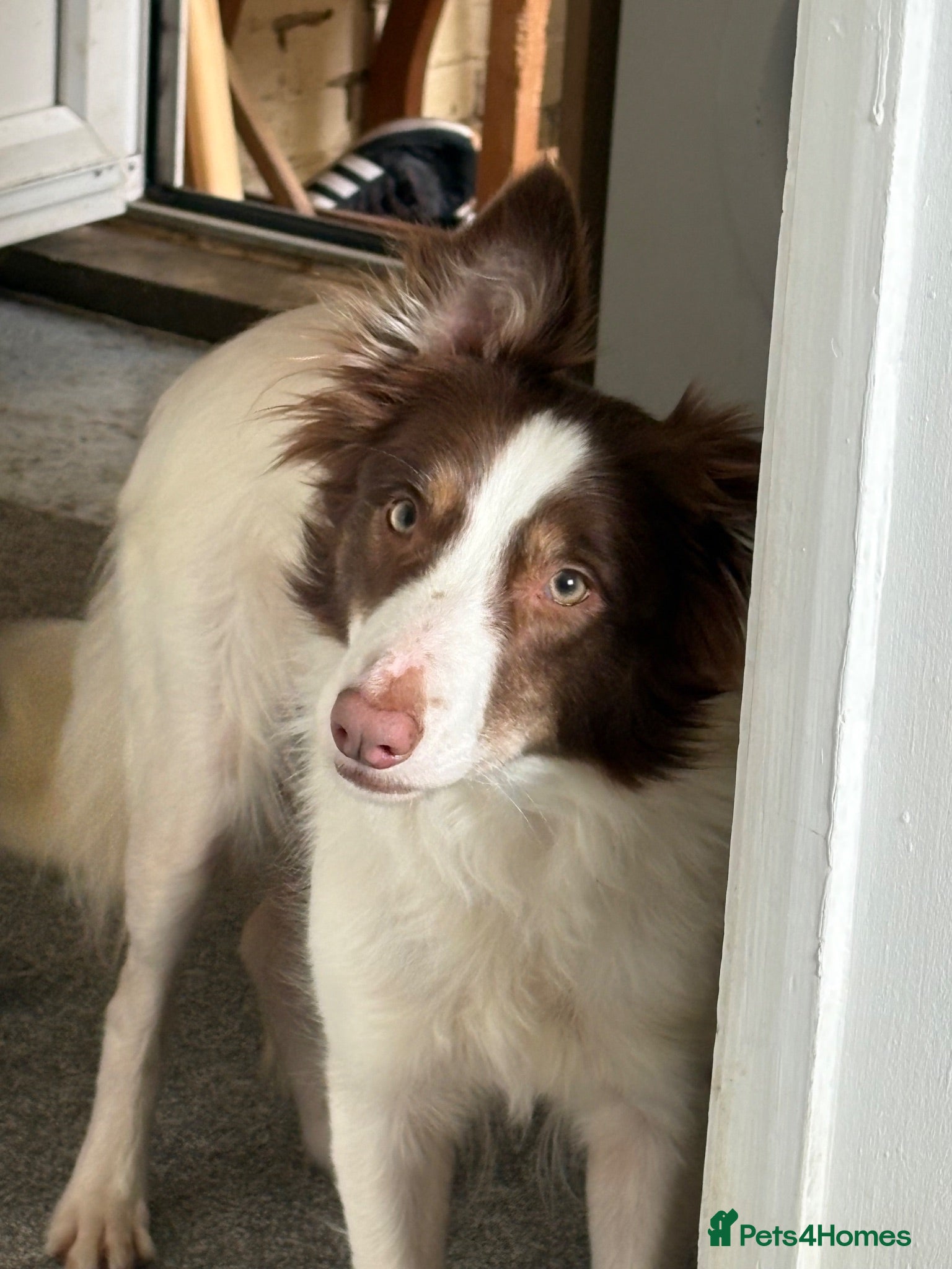Mixed Breed dogs Collie x Whippet Pups - Advert 1