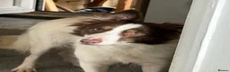 Mixed Breed dogs for sale: Collie x Whippet Pups in Wellingborough - Advert 1