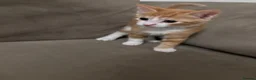 Mixed Breed cats for sale: Half Turkish van fluffy kittens! - Advert 8