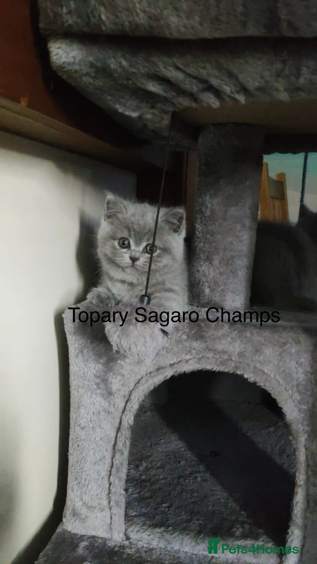 British Shorthair cats for stud: Proven Stud/Blood B/Choc carrier TICA/GCCF REG in Dartford - Advert 12