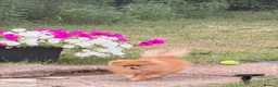 Pomeranian dogs for sale: Amazing mini Pom - Advert 2