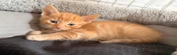 Mixed Breed cats for sale: Kittens looking4forever homes❤️ - Advert 11