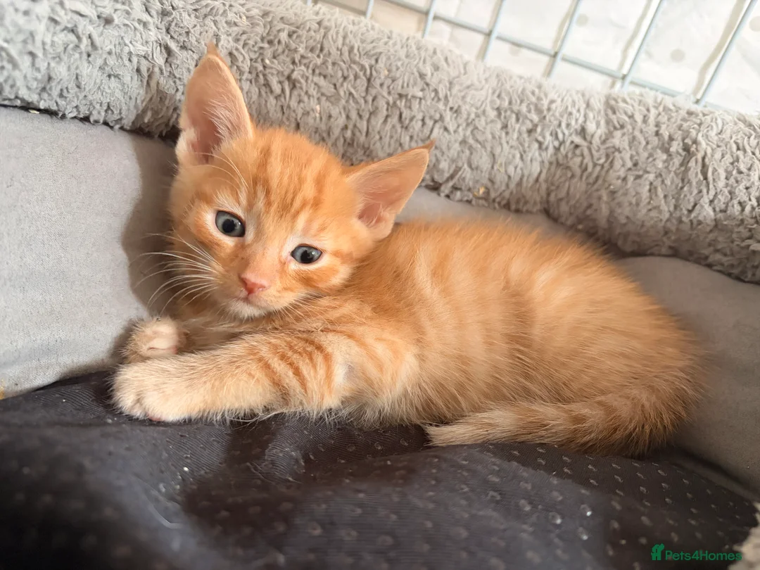 Mixed Breed cats for sale: Kittens looking4forever homes❤️ - Advert 11