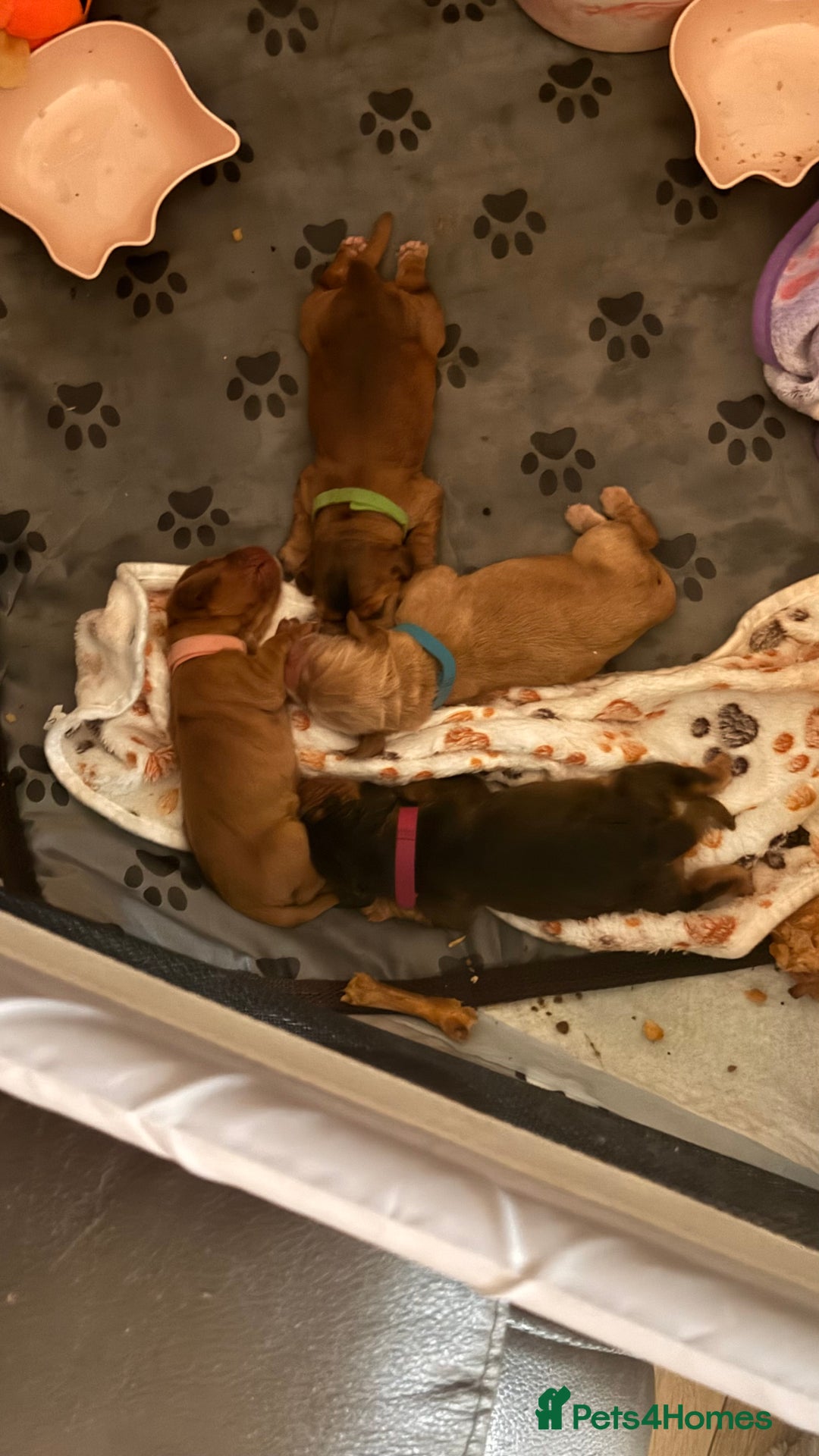 Cocker Spaniel dogs for sale: Gorgeously adorable Show Cocker Spaniels - Image 3