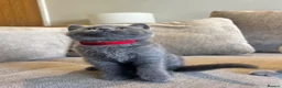 British Shorthair cats for sale: 💙🥇GCCF Pedigree British Shorthair - Advert 14