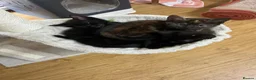 Mixed Breed cats for sale: Tortie kitten - Girl  - Advert 13