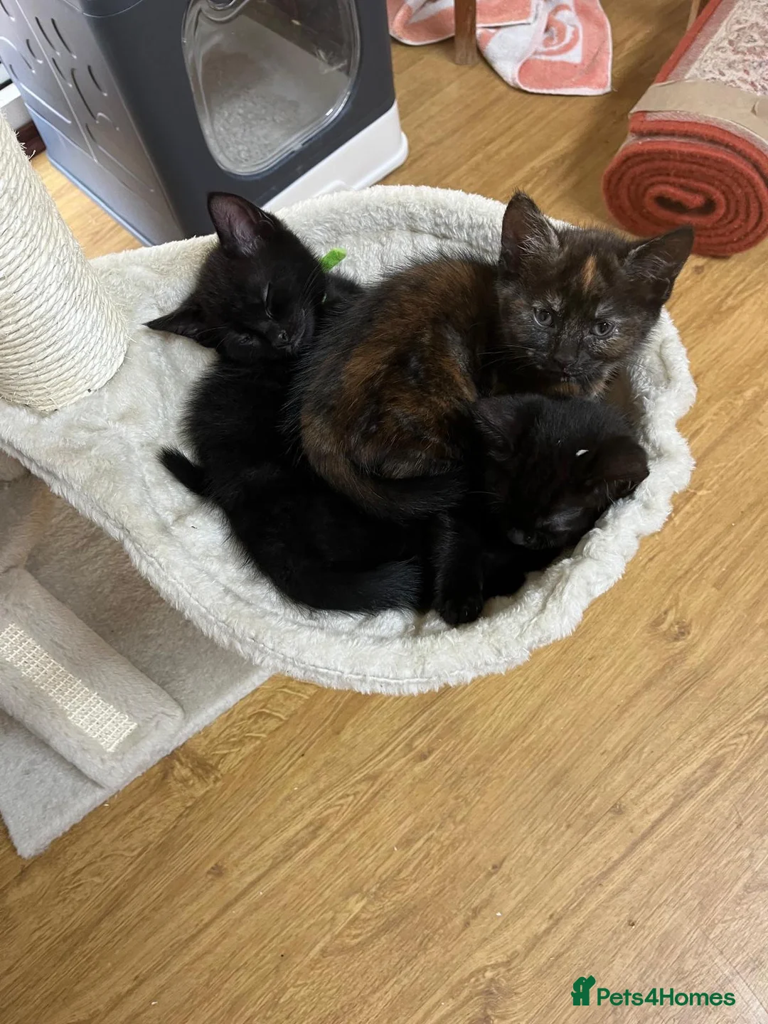 Mixed Breed cats for sale: Tortie kitten - Girl  - Advert 13