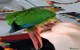 Conures birds for sale:  Yellow side Baby Green cheek conure  - Image 4