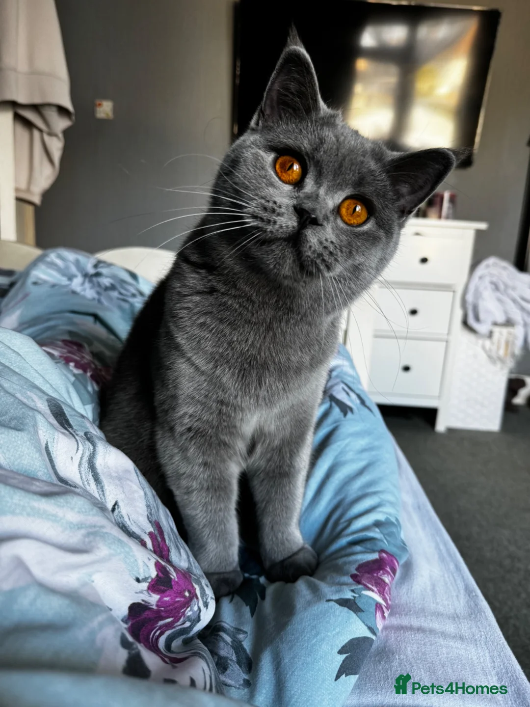 British Shorthair cats for sale: 5 British Shorthair Kittens 🐈‍⬛  - Advert 2