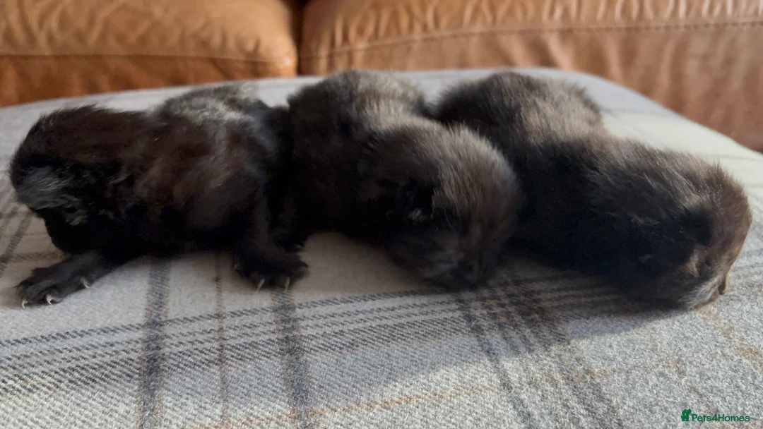 Mixed Breed cats for sale: Black fluffy Kittens  - Advert 7