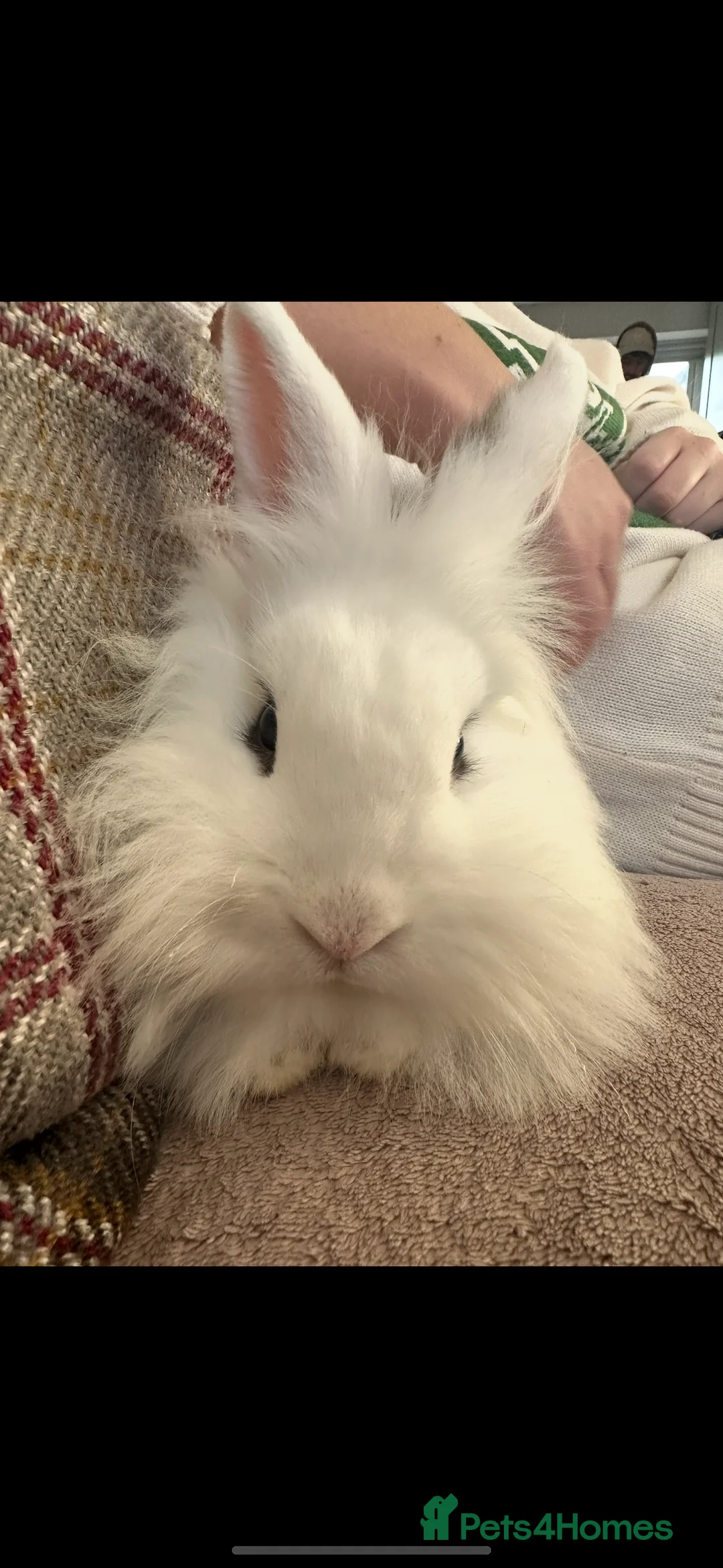 Lionhead rabbits for sale: Male Lionhead bunny  - Advert 2
