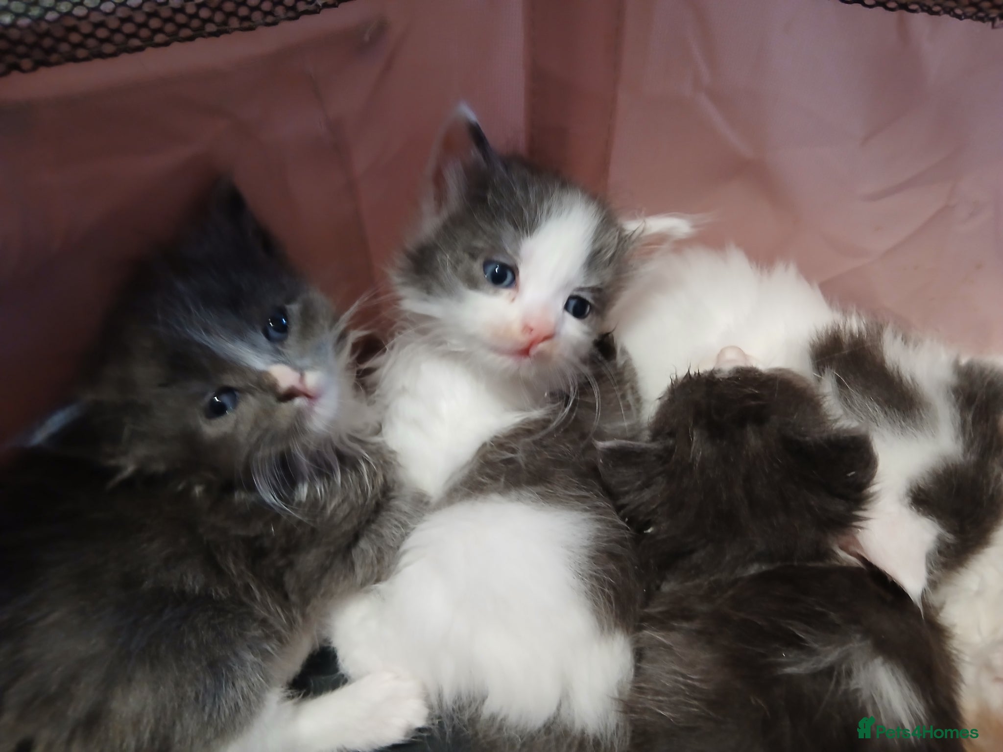 British Longhair cats Stunning british longhair kittens  - Advert 1