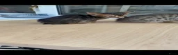 Savannah cats for sale: Savannah x Bengal kittens in Leicester - Advert 10