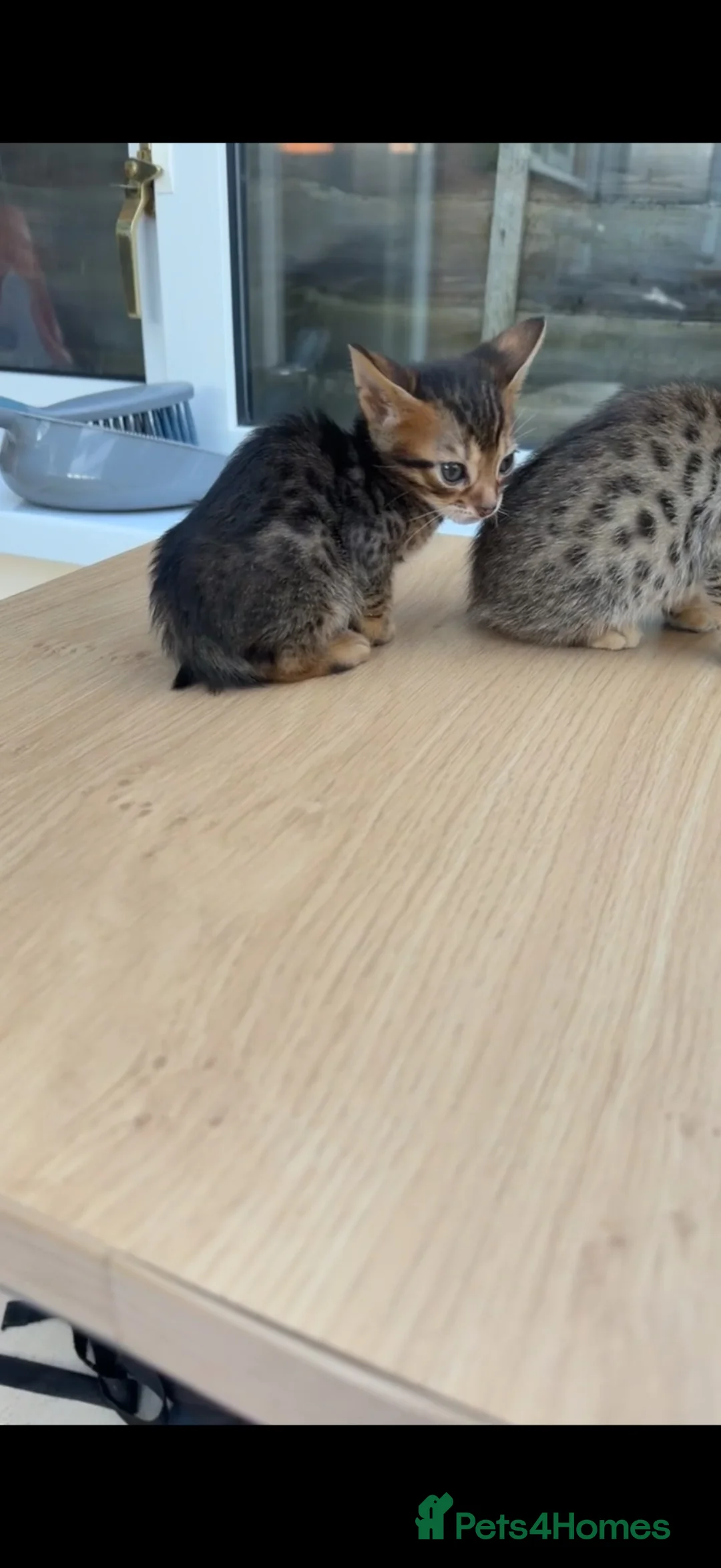Savannah cats for sale: Savannah x Bengal kittens in Leicester - Advert 10