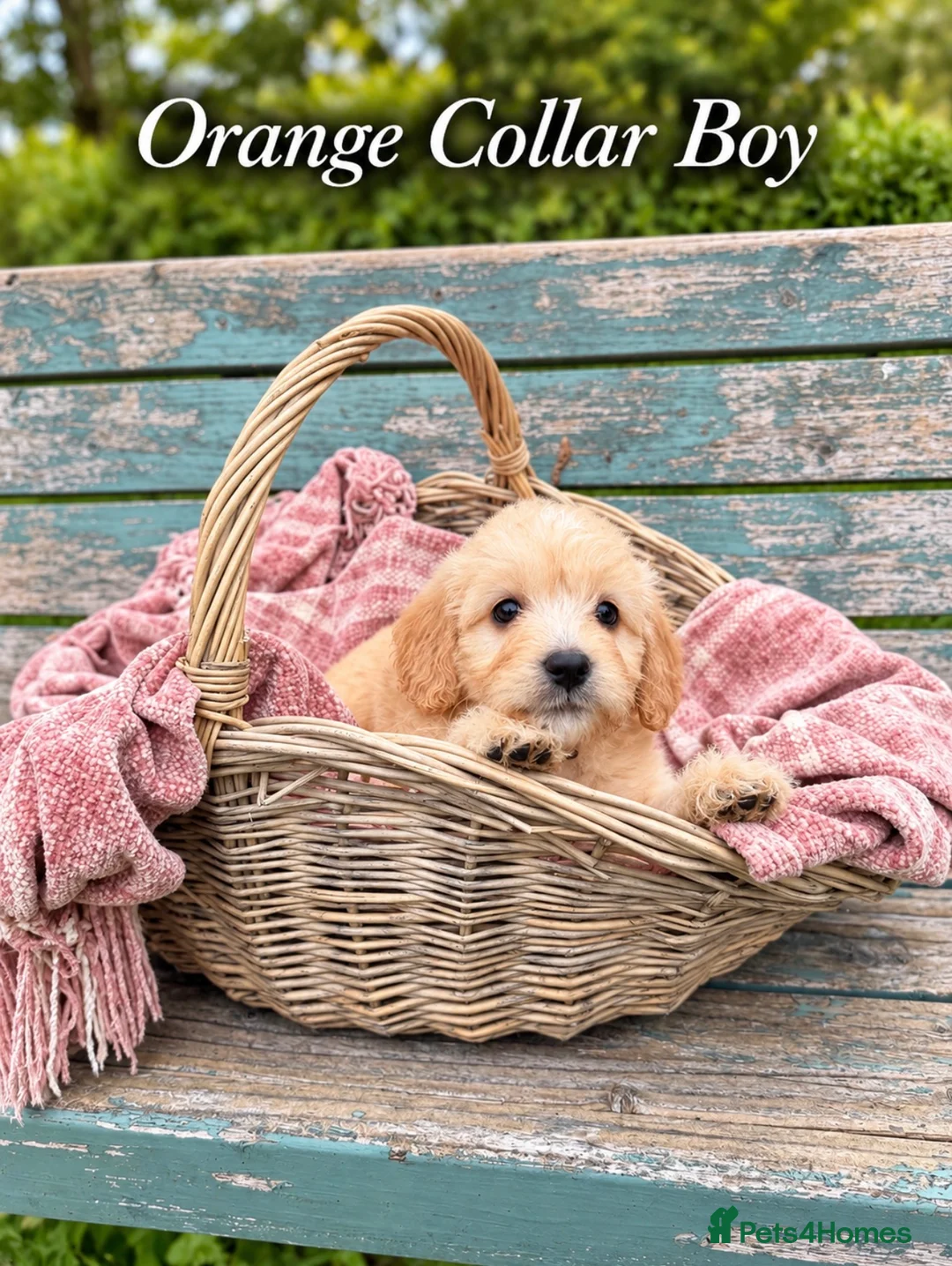 Mini Goldendoodle dogs for sale: Stunning Merle, Red & Back Mini Golden Doodles - Advert 2