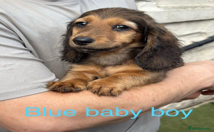 Miniature Dachshund dogs in South Shields - Advert 3