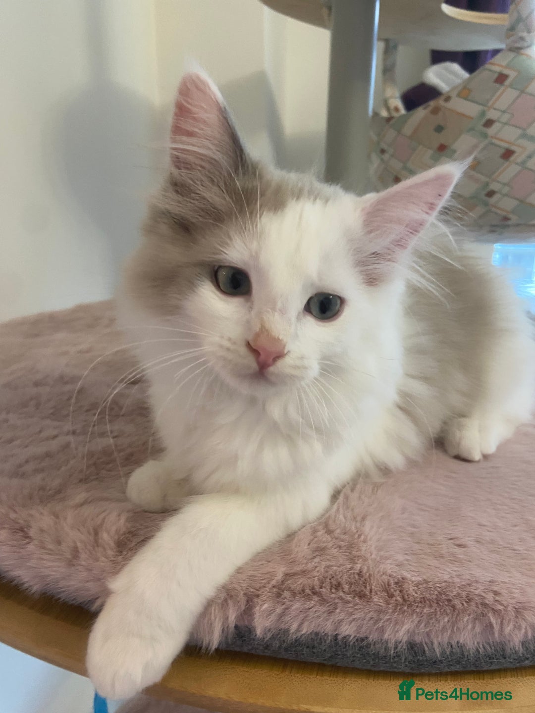 Ragdoll cats for sale: TICA ragdolls cherubim mink sepia solid tabby - Advert 8