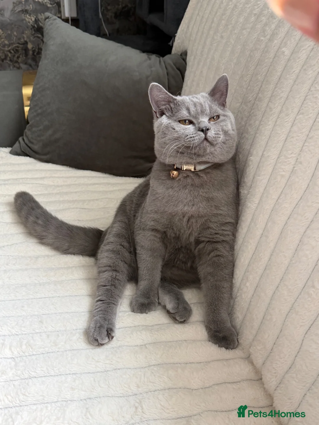 British Shorthair cats for sale: Gorgeous British shorthairs  - Advert 2