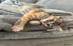 Ragdoll cats for sale: Mixed Ragdoll QUEEN💛 - Image 2