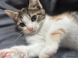 Mixed Breed cats Female kitten - Advert 3