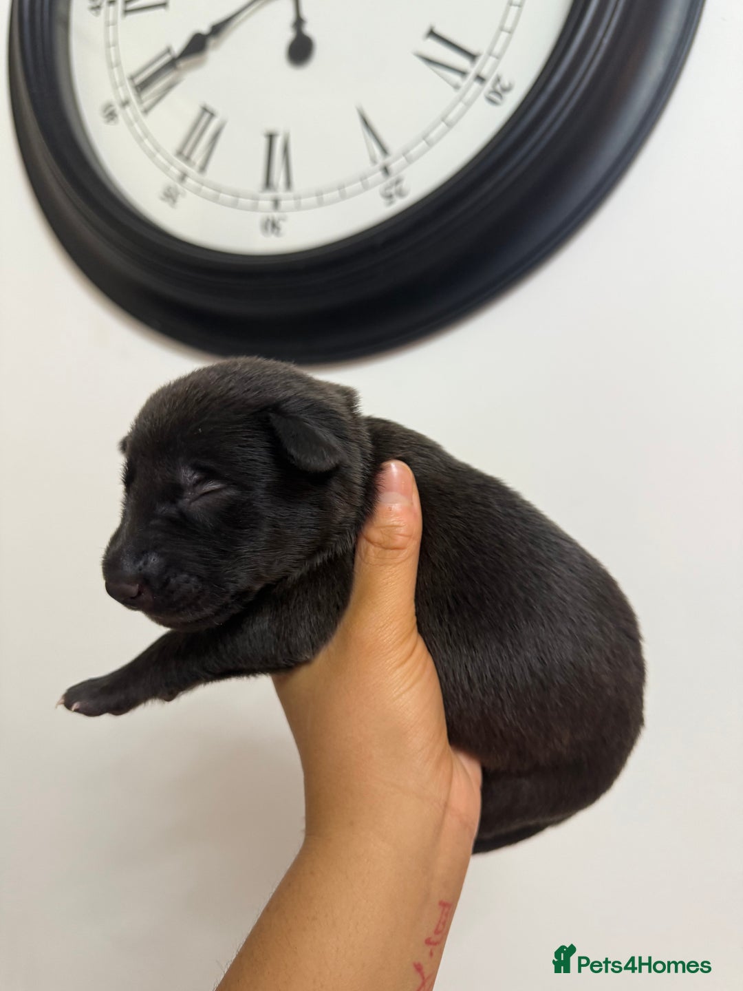 Mixed Breed dogs for sale: Weimaraner / German Shepherd puppies - Advert 13