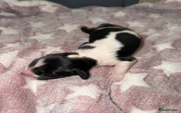 English Springer Spaniel dogs for sale: Heavily Marked Litter, KC, Health Checked Parents. - Image 12