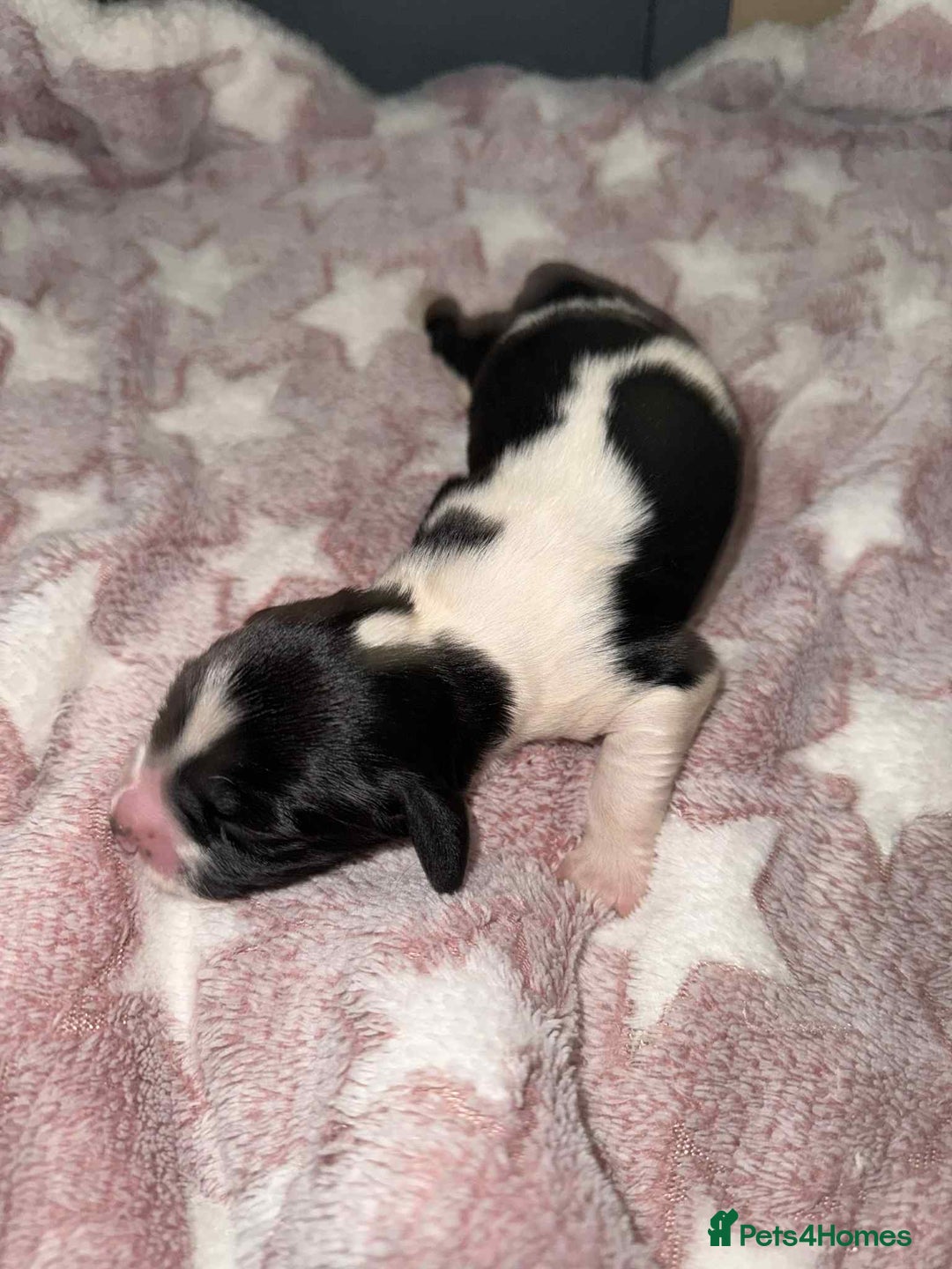 English Springer Spaniel dogs for sale: Heavily Marked Litter, KC, Health Checked Parents. - Image 12
