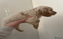 Cocker Spaniel dogs for sale: Beautiful cocker boy  - Advert 5