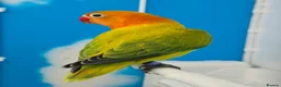 Lovebirds birds for sale: DNA sexed Male Female Lovebirds in Birmingham - Advert 9