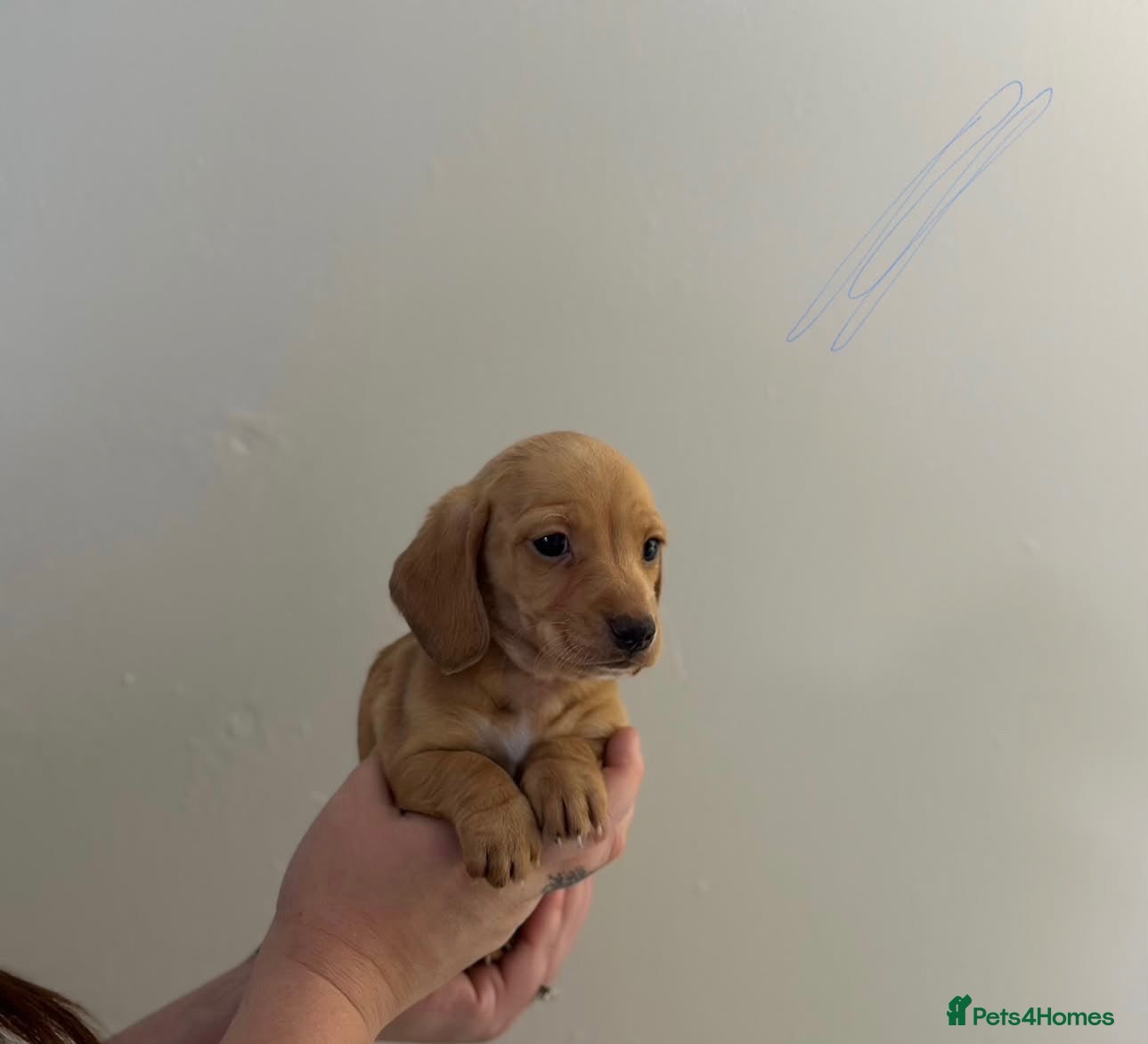 Dachshund dogs Shaded Cream dachshund puppies  - Advert 2