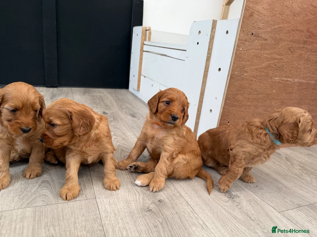 Cockapoo dogs for sale: F1 cockapoo for sale - Advert 2