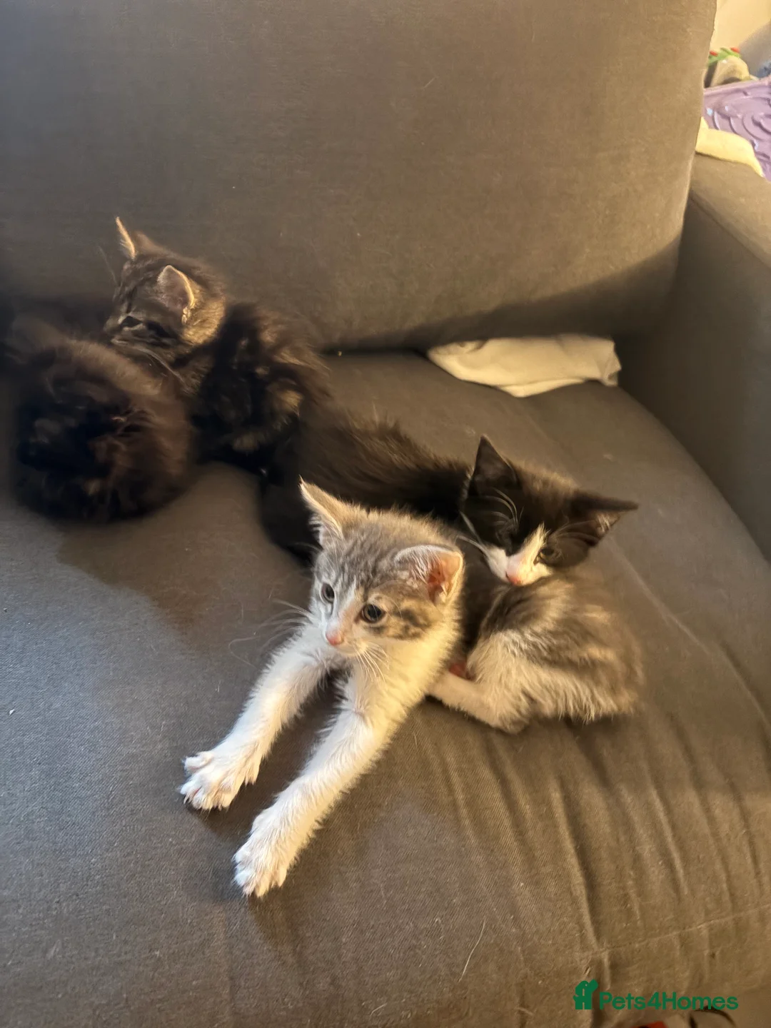 Mixed Breed cats for sale: Half bengal and Norwegian forest cat in Worcester Park - Advert 28