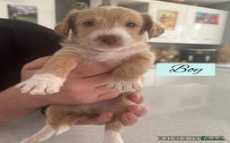 Mixed Breed dogs for sale: REDUCED - Cockapoochi Puppies - READY TO VIEW 🐶 - Image 4