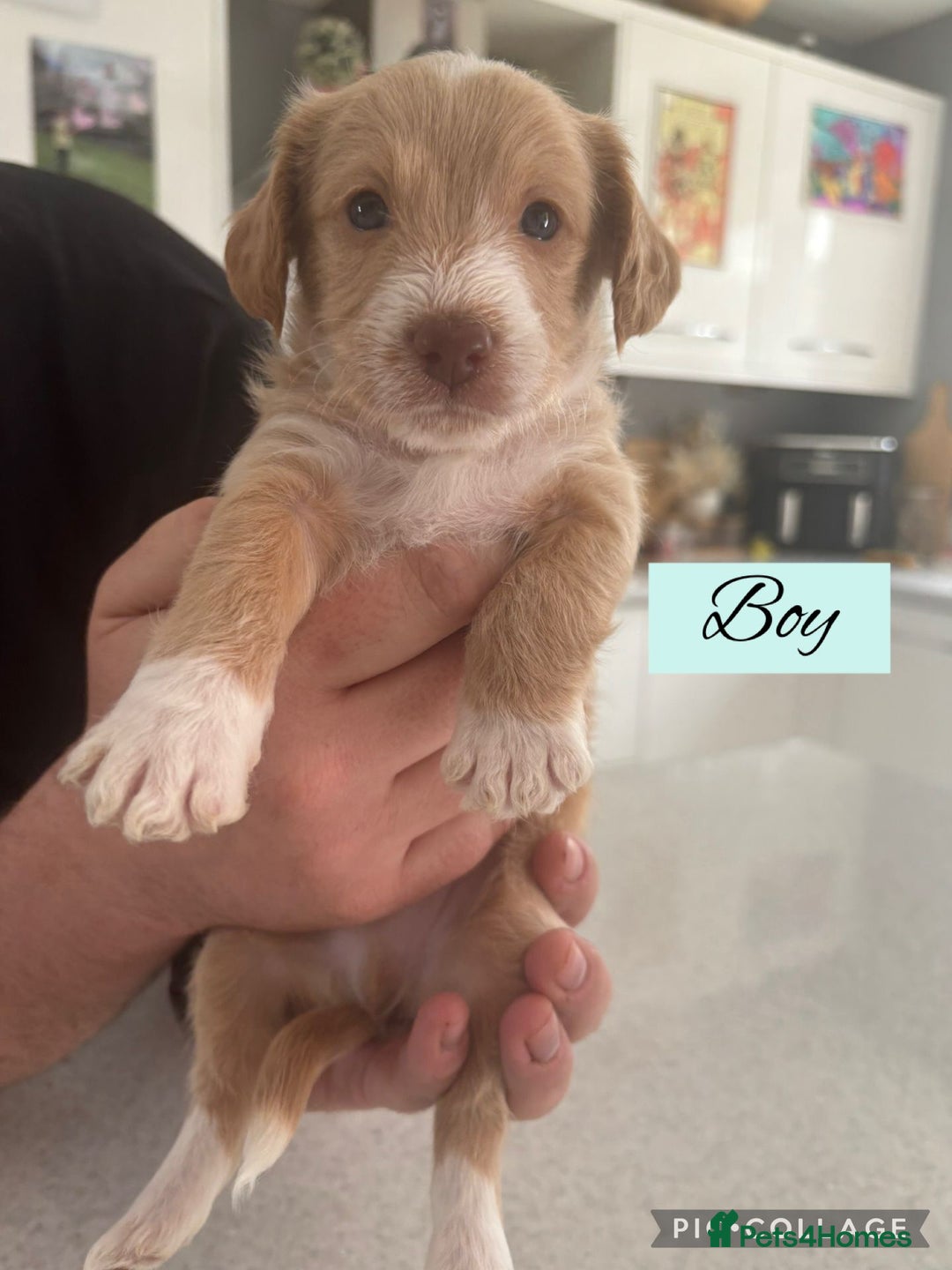 Mixed Breed dogs for sale: REDUCED - Cockapoochi Puppies - READY TO VIEW 🐶 - Image 4