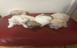 Zuchon dogs for sale: Zuchon puppies for sale  - Image 5