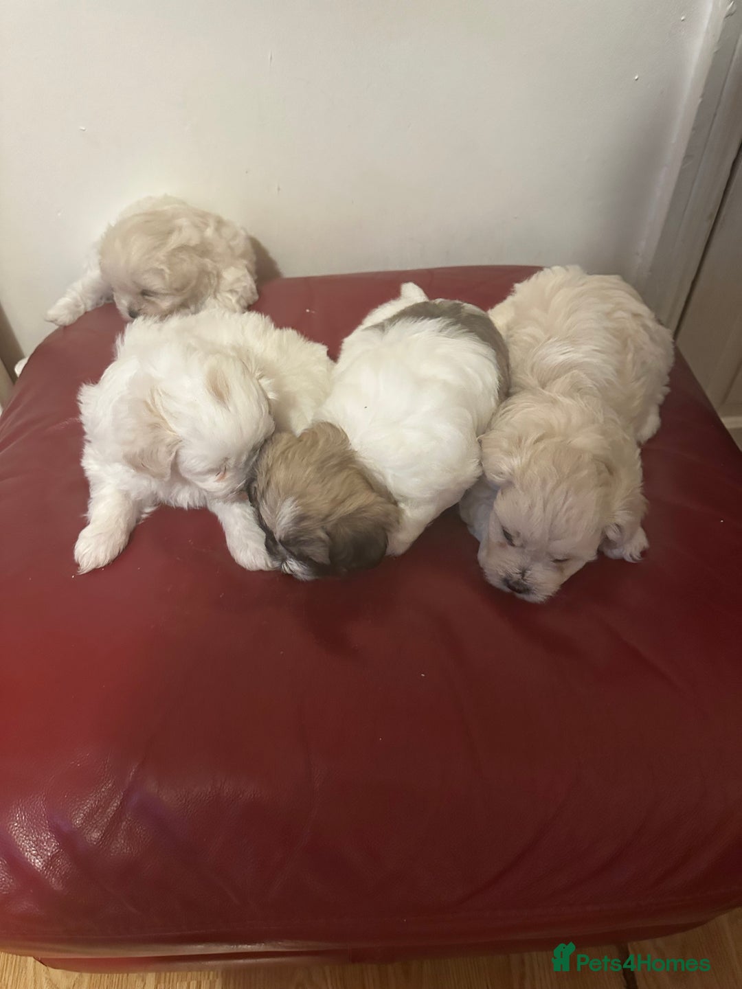 Zuchon dogs for sale: Zuchon puppies for sale  - Image 5
