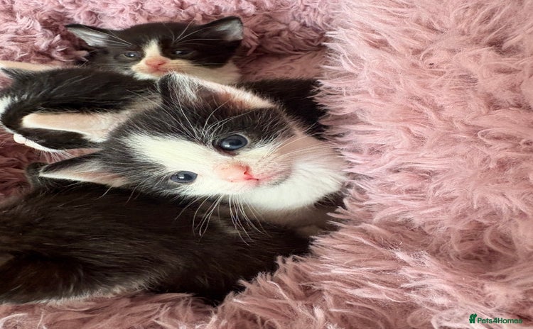 Mixed Breed cats - Advert 3