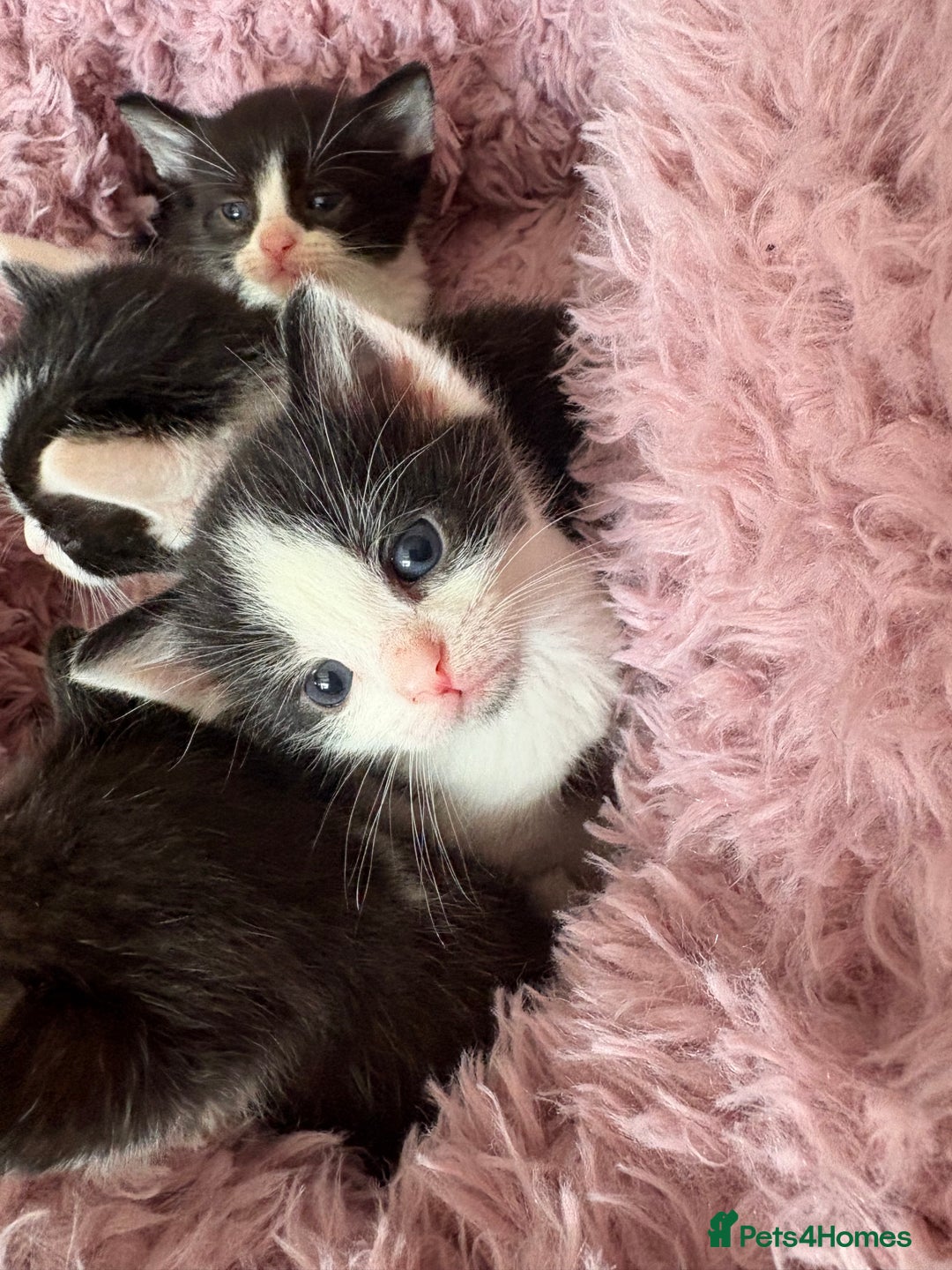 Mixed Breed cats for sale: 5 beautiful kittens - Image 1