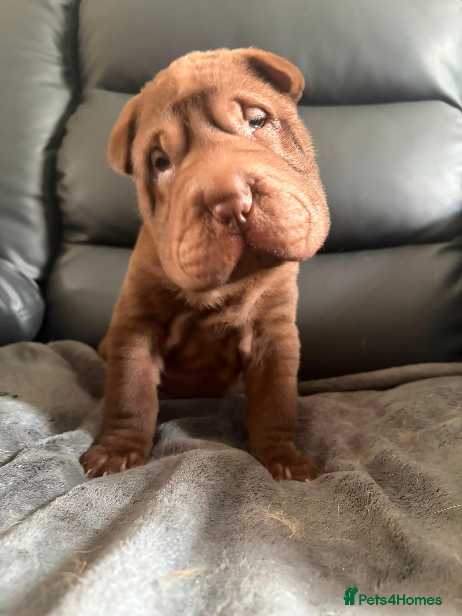 Shar Pei dogs Onky 3 left Ready to leave now! KC registered  - Advert 1