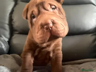 Shar Pei dogs Onky 3 left Ready to leave now! KC registered - Advert 1